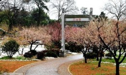 武汉梅园最新爆料,探寻古韵新颜的园林魅力